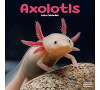 Axolotls Calendar 2026 Square Animal Wall Calendar - 16 Month