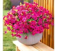 AXYLEX Lot de 16 Fleurs artificielles pour extérieur - Buis Artificiel Qui ne se décolore Pas, résistant aux UV, arbustes en Plastique pour décoration d'intérieur, Ferme, Jardin, Verdure (Rouge) et