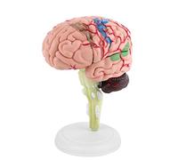 AYNEFY 3PCS Modèle de Cerveau Humain démonté, Plastique pour la Formation Médicale et Les Jouets, Très simulé au Vrai Cerveau Humain, Idéal pour L'étude de Neurologie et L'éducation