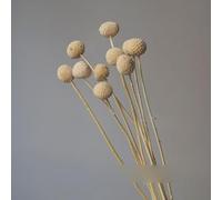 AYUMN Boules Naturelles de Fleurs préservées, Boule dorée pour la décoration de la Maison, du Bureau, Bricolage de Fleurs, Blanc Ivoire, 5 pièces (15-20 cm)