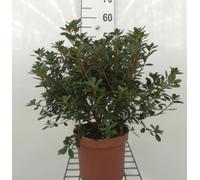 Azalea japonica - Azalée du Japon 30-40 cm