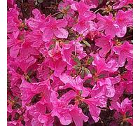 Azalea Japonica- Azalée Japonaise Rose 25-30 cm en conteneur