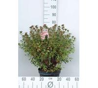 Azalea japonica Red - Azalea japonaise rouge 50- 60 cm - Container