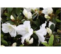 Azalea japonica Weib - Azalée du Japon 50 - 60 cm - conteneur
