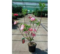 Azalea Knaphill - Rose - Azalée japonaise 40- 50 cm - conteneur