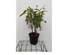 Azalea mollis - Azalée du Japon jaune 40- 50 cm - conteneur