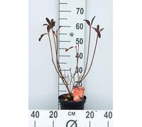 Azalea mollis- Azalée du Japon orange 40 - 50 cm - conteneur