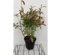 Azalea mollis - Azalée du Japon Rose 40 - 50 cm - conteneur