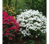 Azalée Blanc GardenersDream (1 pièce) - Plante Arbuste Rhododendron Japonais - Azalee du Japon Persistante Robuste - Plante Naturelle à Fleurs pour Jardin en Pots - Plante en Pot Résistante