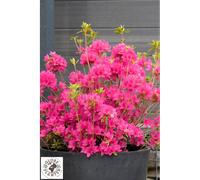 Azalée boutiguery choaz 'electric pink' taille du pot - en pot de 4 litres