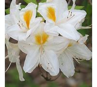 Azalée caduque Knaphill 'Blanc' - Azalea knaphill 'Blanc' 40-50 cm pot | Arbuste caduc, floraison blanche élégante