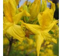 Azalée caduque knaphill jaune - azalea knaphill - 40-50 cm pot