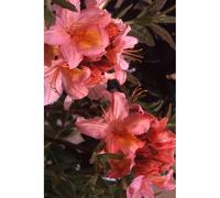 Azalée de chine 'berry rose' taille du pot - en pot de 4 litres