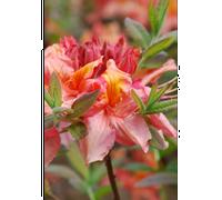 Azalée de chine 'jolie madame ' taille du pot - en pot de 4 litres