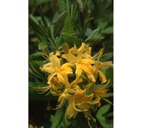 Azalée de chine luteum' taille du pot - en pot de 4 litres