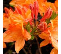 Azalée de Chine 'Orange' - Azalea mollis 'Orange' 40-50 cm pot | Arbuste décoratif, floraison printanière orange vif