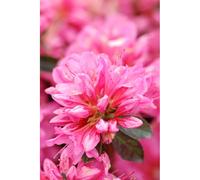 Azalée du japon 'mme van hecke ' taille