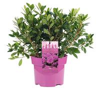 AZALÉE DU JAPON ROSE ARBUSTE PERSISTANT RUSTIQUE PLANTE POUR JARDIN 2L x 1