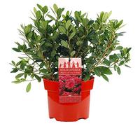 AZALEE DU JAPON ROUGE ARBUSTE A FEUILLAGE PERSISTANT POUR JARDIN PLANTE EN 2L POT x 1