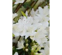 Azalée du japon 'schneewittchen' taille