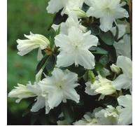 Azalée 'Geisha Blanc' - Plantes Vivaces AZALEE DU JAPON pour Jardin & Balcon - Arbustes à Fleurs Persistantes en Pot