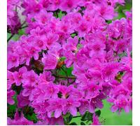 Azalée 'Geisha Violet' - Plantes Vivaces AZALEE DU JAPON pour Jardin & Balcon - Arbustes à Fleurs Persistantes en Pot