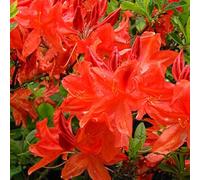 Azalée Japonaise Rouge - Azalea Japonica- 25-30 cm en conteneur