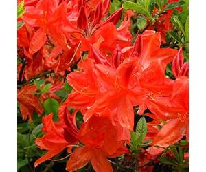 Azalée Japonaise Rouge - Azalea Japonica- 25-30 cm en conteneur