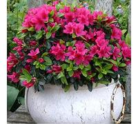 Azalée Rose GardenersDream (1 pièce) - Plante Arbuste Rhododendron Japonais - Azalee du Japon Persistante Robuste - Plante Naturelle à Fleurs pour Jardin en Pots - Plante en Pot Résistante