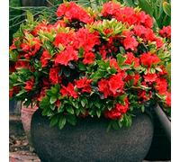 Azalée Rouge GardenersDream (1 pièce) - Plante Arbuste Rhododendron Japonais - Azalee du Japon Persistante Robuste - Plante Naturelle à Fleurs pour Jardin en Pots - Plante en Pot Résistante