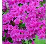 Azalée Violet GardenersDream (1 pièce) - Plante Arbuste Rhododendron Japonais - Azalee du Japon Persistante Robuste - Plante Naturelle à Fleurs pour Jardin en Pots - Plante en Pot Résistante