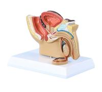 AZHKJKZH Maquette D'Anatomie Modèle D'anatomie De La Section Sagittale Pelvienne Masculine du Corps Humain, D'organe Médical, Système Reproducteur pour Formation Médicale