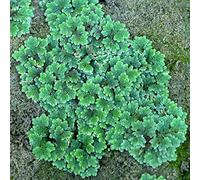 Azolla filiculoides - Live Plante pour Aquarium