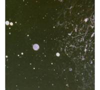 Azrael – Act II: Through Horned Shadows – CD