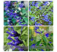(B & B D * *) 'Black and Blue' Salvia Guaranitica Sage Perenne/annuali sementi di fiori, Professional Service Pack, 30 semi