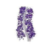 B Baosity 20 Perles Acryliques En Forme de Goutte pour Composition Florale, Idéales pour Les Mariages et Les événements, Violet