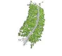 B Baosity 20 Perles Acryliques En Forme de Goutte pour Composition Florale, Idéales pour Les Mariages et Les événements, Vert