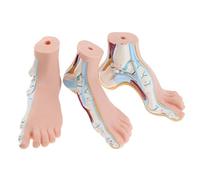 B Baosity Modèle De Pied Humain Modèle De Muscle De Paume De La Jambe De La Voûte Plantaire Anatomie 1: 1