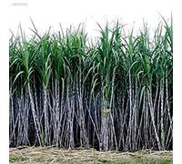 B4086Ce 1000Pcs / Conf Canna da Zucchero Semi Juice zuccherifici Maker co Giardino piantato