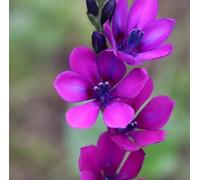 Babiana stricta 'Kew Garden' / Fleur de babouin/Conteneur de 1 à 1.9 litres/Vivace bulbeuse