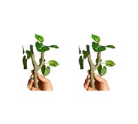 BABIBAOBEI Lot de 2 vignes grimpantes pour reptiles, ermites, crabes, geckos, aquariums, terrariums, décoration d'habitat