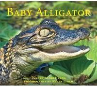 Baby Alligator