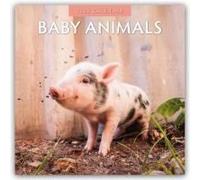 Baby Animals 2026 Square Wall Calendar