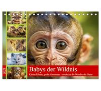 Babys der Wildnis (Tischkalender 2027 DIN A5 quer), CALVENDO Monatskalender: Der Kalender nimmt sie mit in die Kinderstube der Natur: tapsige ... und freche kleine Füchse entdecken ihre Welt.