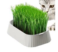 Bac à à Chat - Bac de Culture Bio pour à Chat - Plantation de Blé Double Couche sans Terre pour Propriétaires Occupés