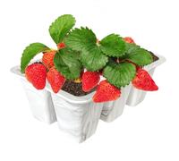 Bac à en Silicone - Pot de démarrage à 6 cellules, Flexible, extractible, Facile à - Réutilisable - Passe au Lave-Vaisselle - Mini Outil de Culture pour la Culture