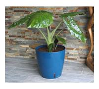 Bac a fleurs rond RIVIERA EVA NEW - Plastique - Diametre 31 cm - Bleu
