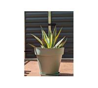 Bac a fleurs rond SOLEILLA - Plastique - Diametre 50 cm - Vert argile