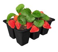 Bac de culture de plantes - Bac de démarrage flexible en silicone à 6 cellules, forme de semis pour l'intérieur, base de germination réutilisable | Plantation robuste pour le jardinage. Commencer les