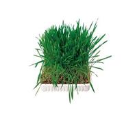 Bac D'Herbe Aux Petits Animaux, Bol/Env. 100 G - Mon Animalerie